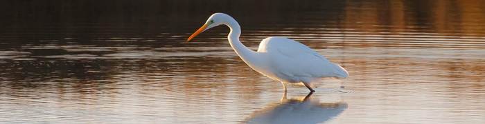 Grande aigrette.jpg